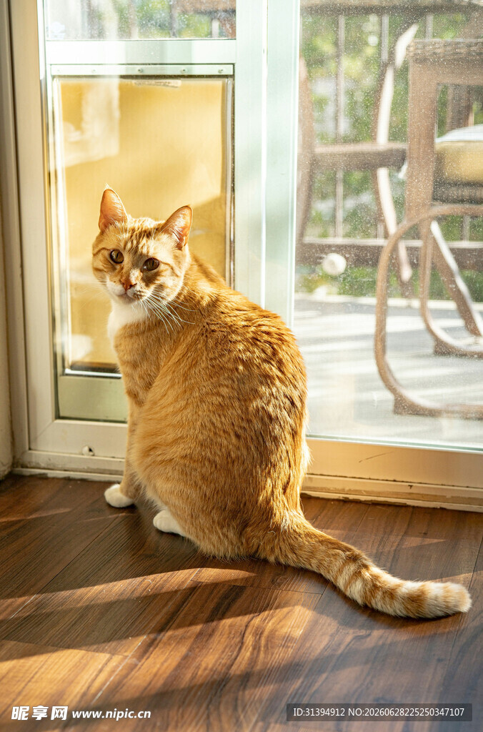 窗边橘猫回望瞬间