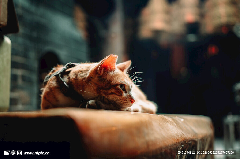 窗边趴卧的可爱猫咪