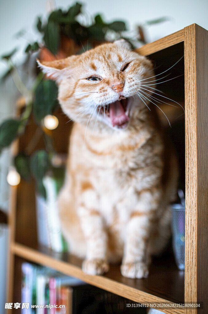 咧嘴笑的橘猫
