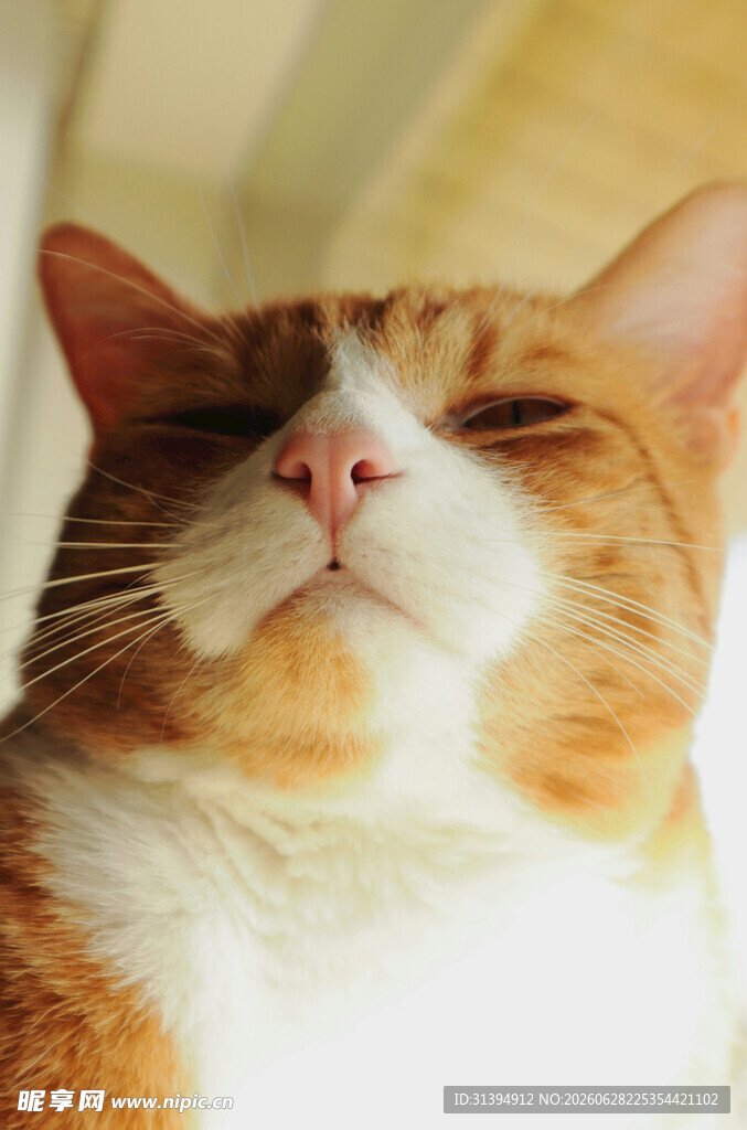 慵懒猫咪惬意躺卧