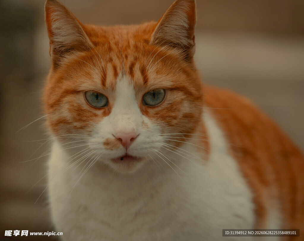 橙白相间猫咪特写