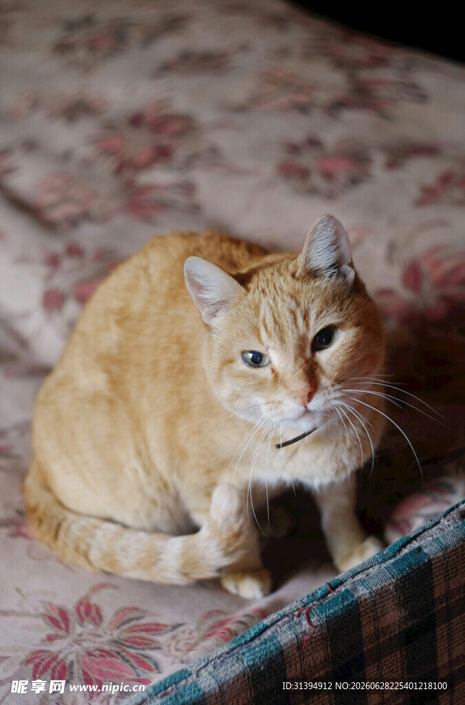 橘猫安静趴卧在床上