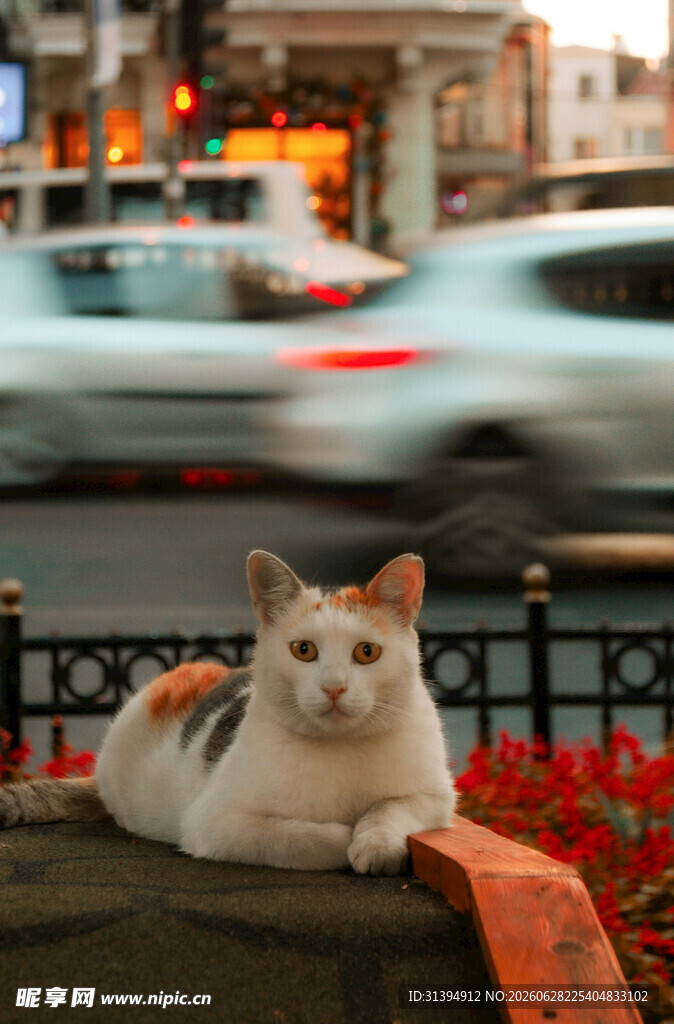 街头休憩的猫咪