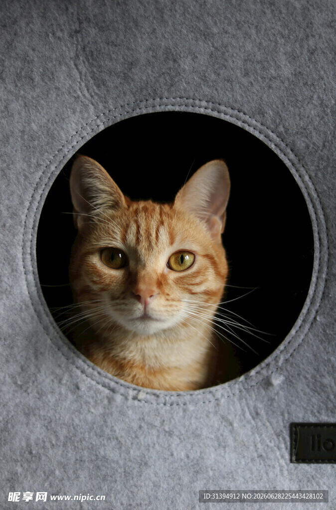 圆洞中的橘猫