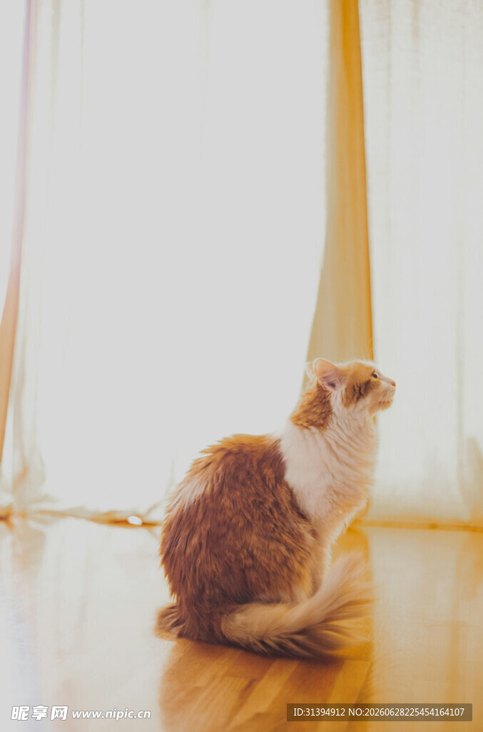 窗边猫咪惬意凝望