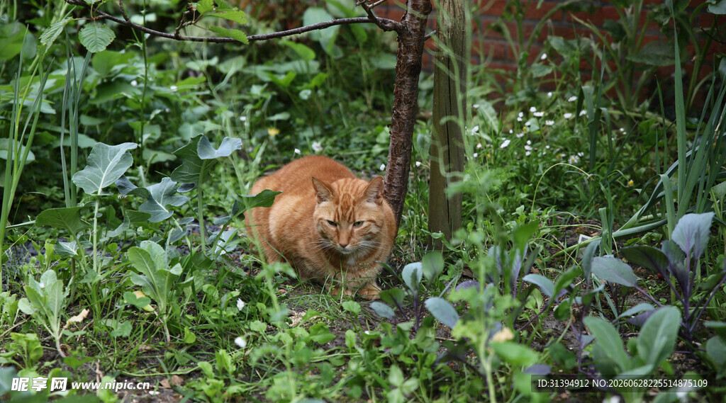 草丛中的橘猫