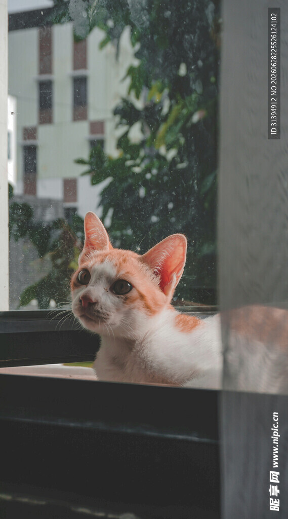 窗边可爱猫咪望向前方