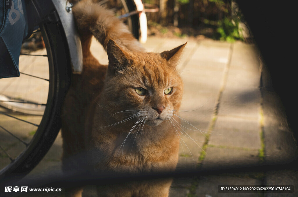 阳光下的橘猫