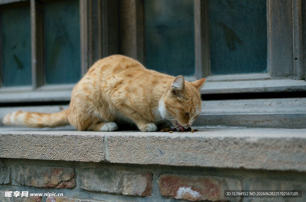 窗边橘猫低头嗅闻