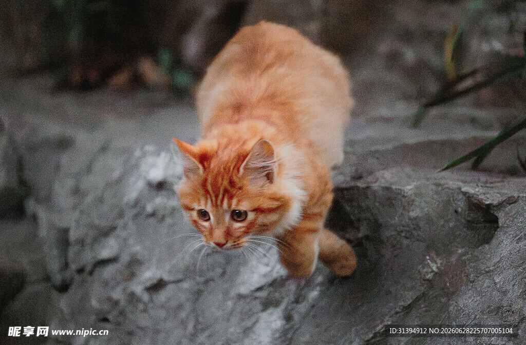 橘猫在岩石上行走