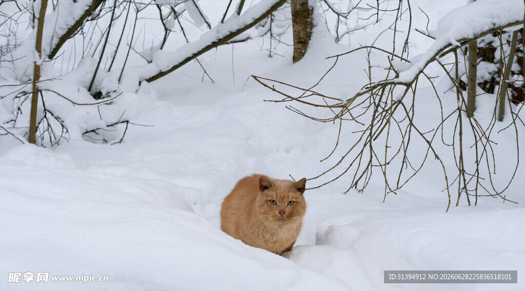 雪地中的橘猫