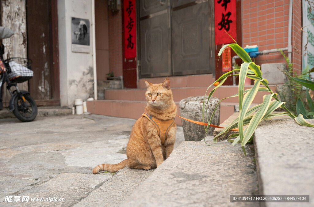 橘猫与鹦鹉的奇妙对视