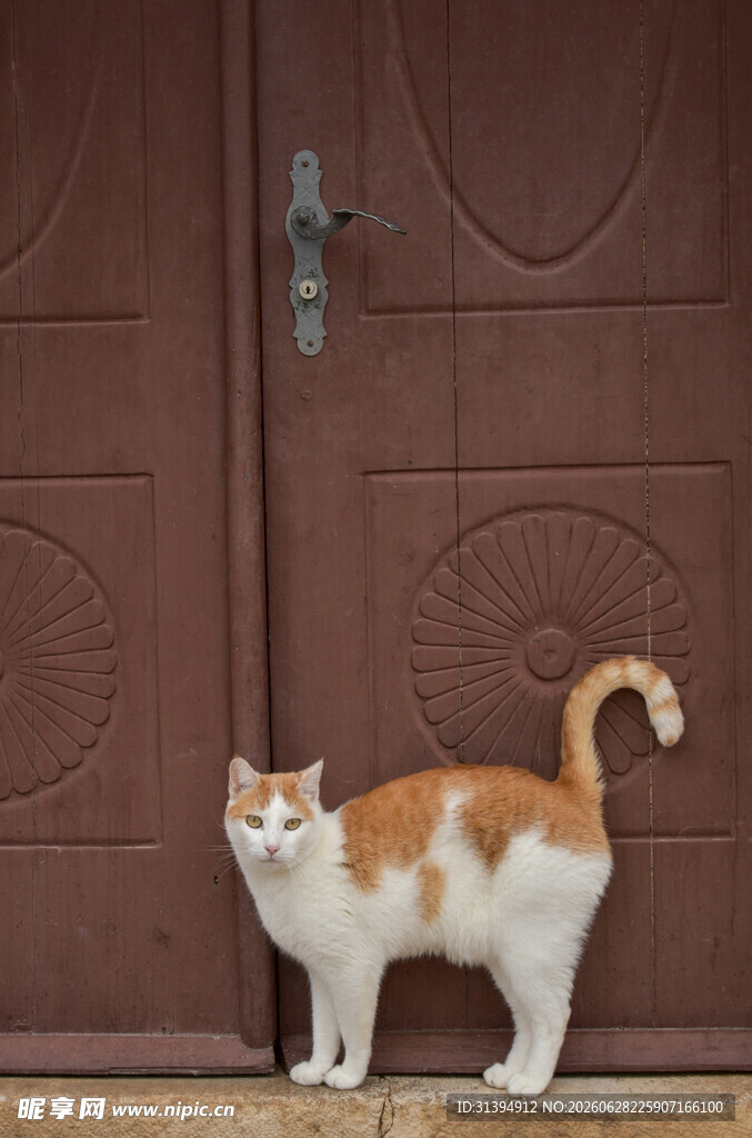 门前站立的花色猫咪