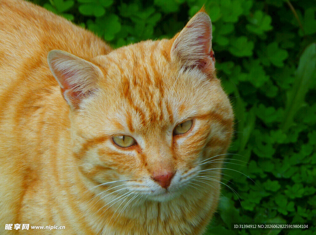橘色猫咪于绿植前