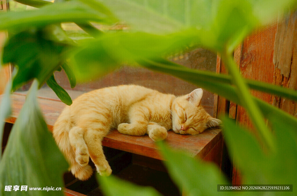 酣睡的橘猫