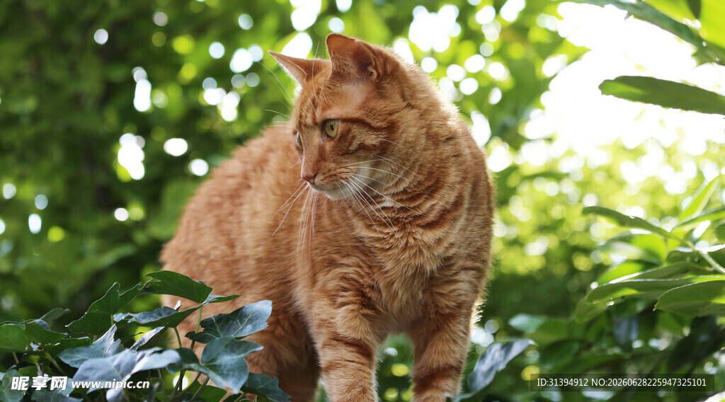 橘猫漫步于绿植间