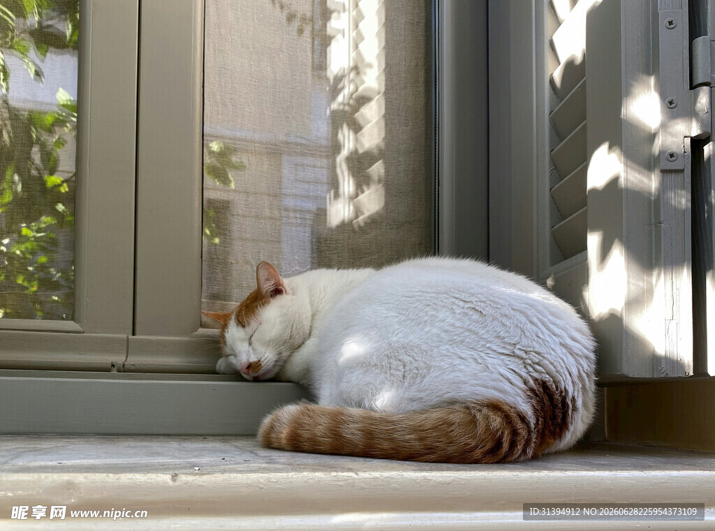 阳光下小憩的猫咪