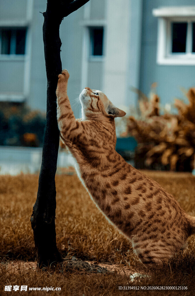 豹猫攀爬树干