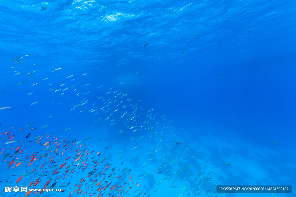 海底缤纷世界群鱼共舞