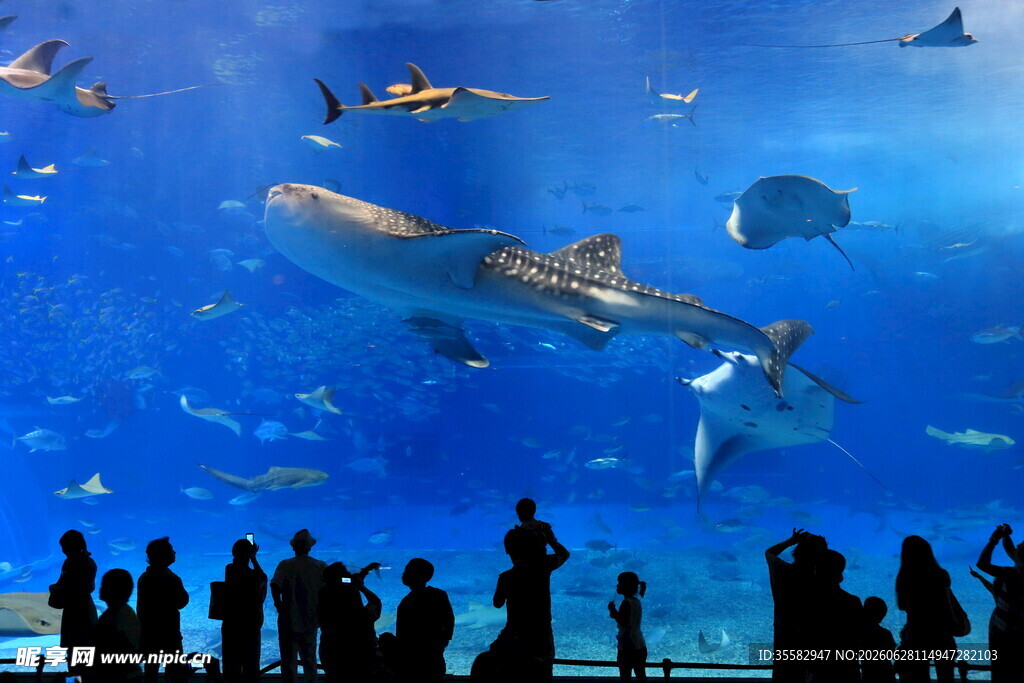 观赏巨型水族馆中的壮丽景象