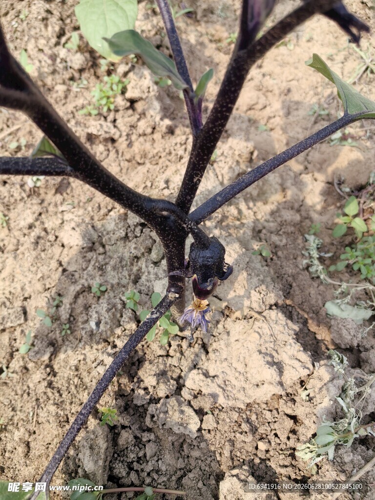 茄子植株根部特写