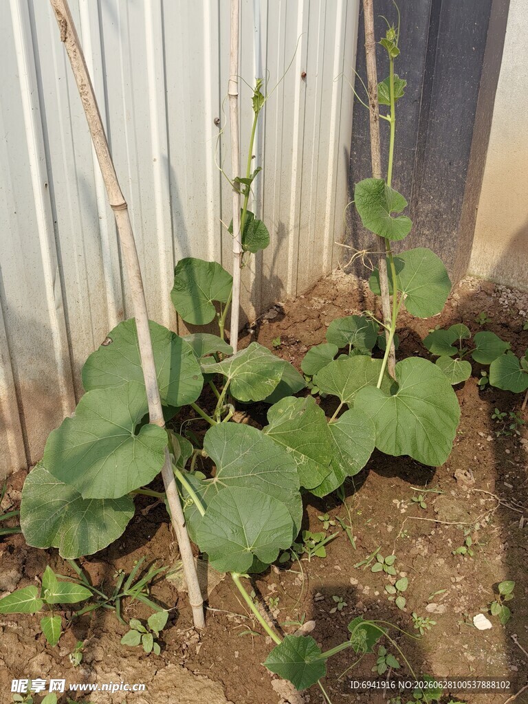 墙边生长的茂盛瓜类植物