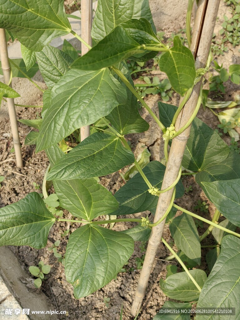 黄瓜植株生长景象