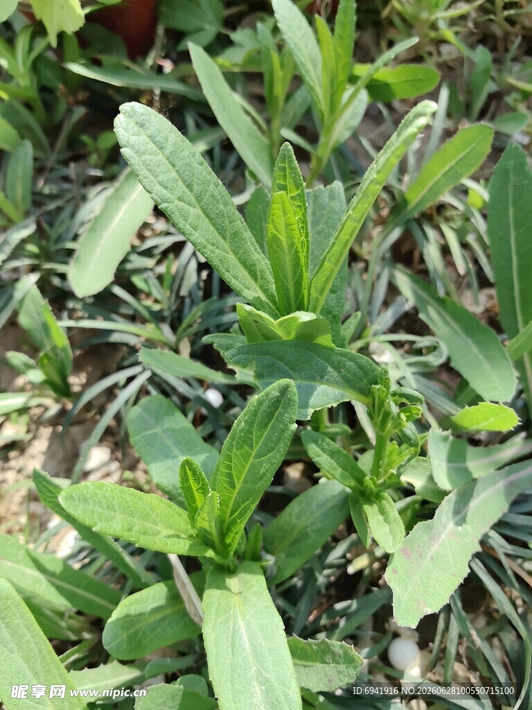 野外生长的绿色植物