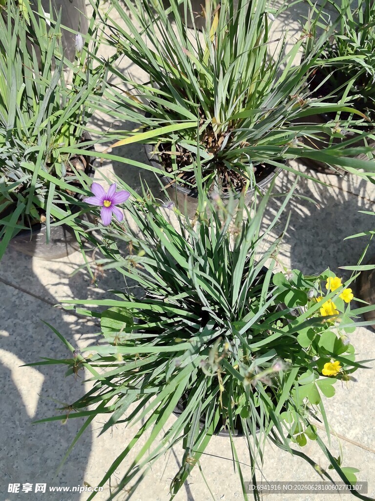 沙地上的多样绿植花卉