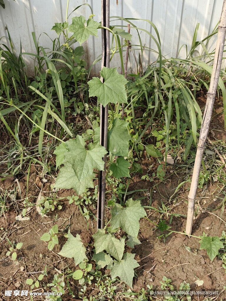 田间生长的嫩绿瓜类植株