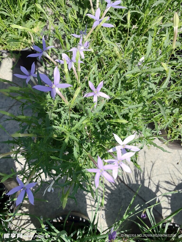 紫色小花绽放于绿植间