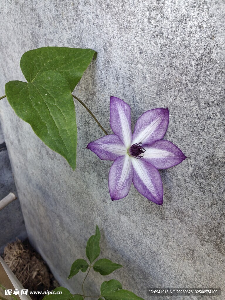 墙边绽放的紫色铁线莲