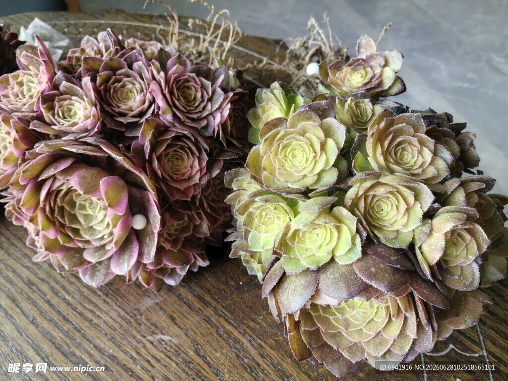 多肉植物组合