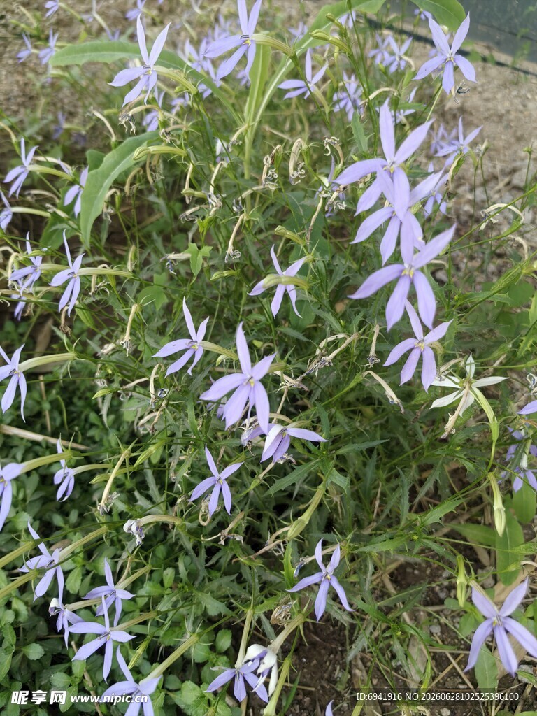 紫色小花绽放绿意间