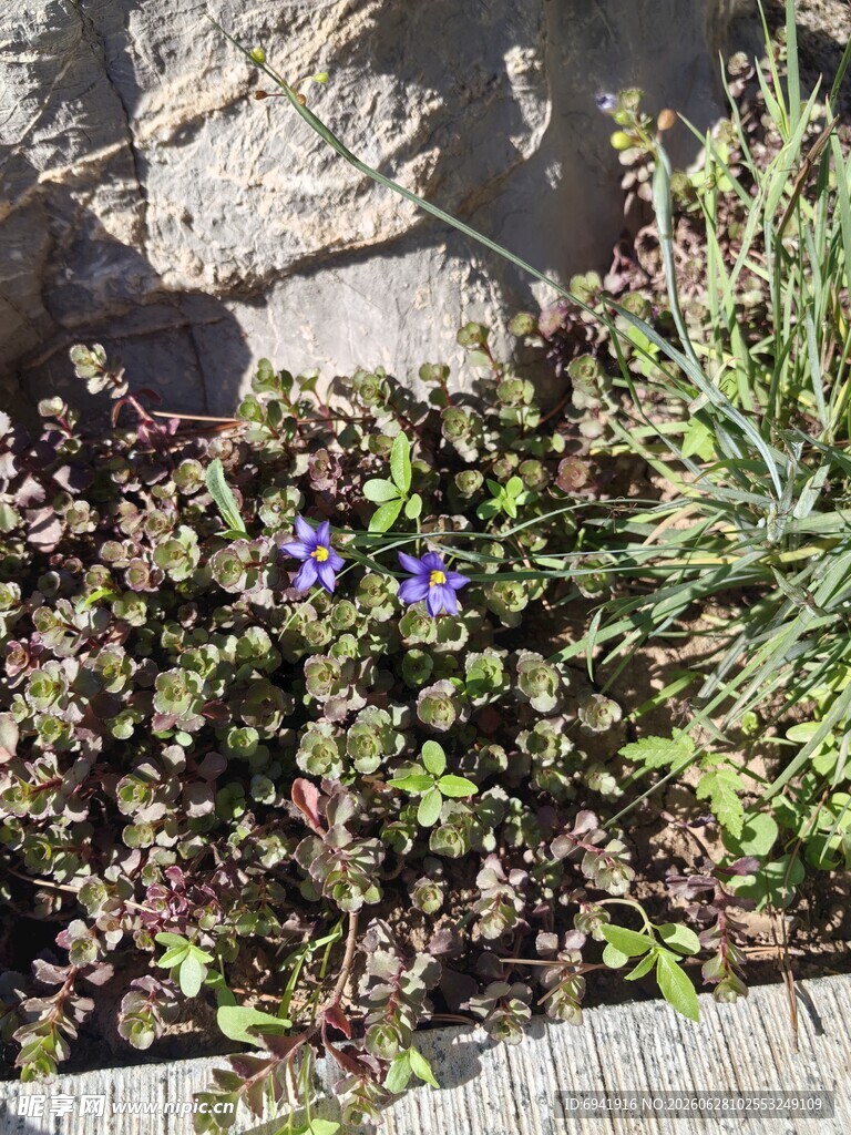紫色小花生于绿植间