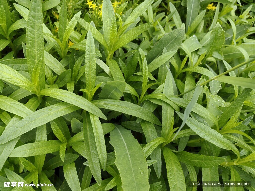 嫩绿繁茂的新鲜绿叶植物