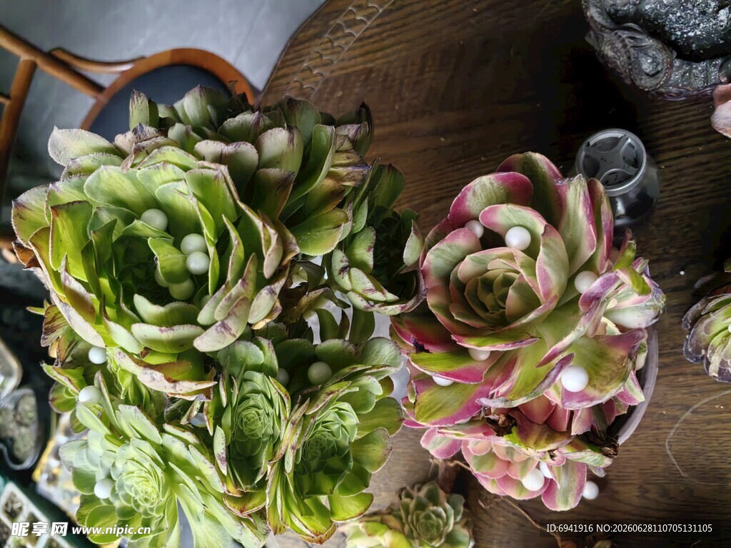 多彩多肉植物组合
