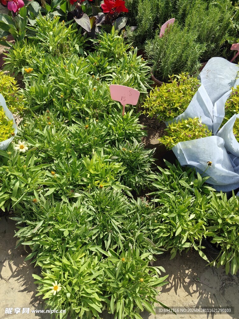 花园绿植与可爱摆件
