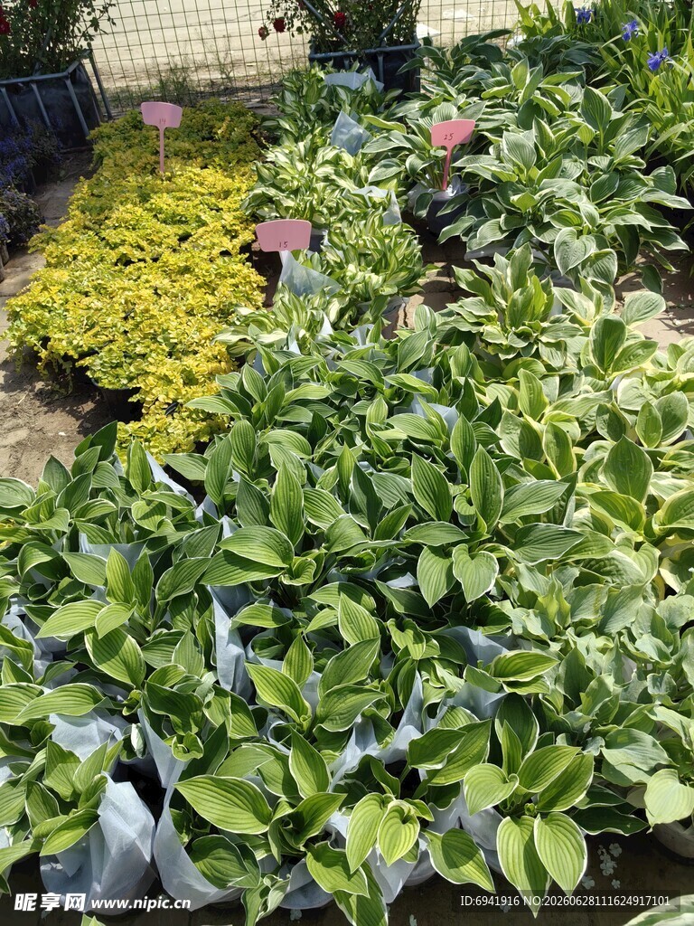 多彩绿植花卉景观