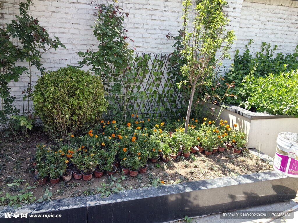 墙边绿植景观