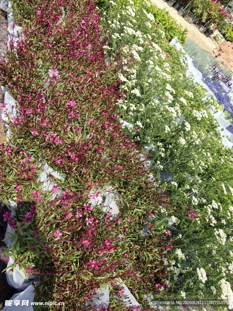 多彩垂直绿植景观