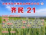 优质小麦品种展示