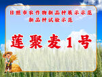 莲聚麦1号小麦品种展示
