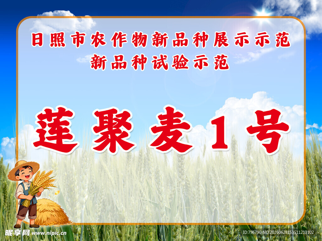 莲聚麦1号小麦品种展示