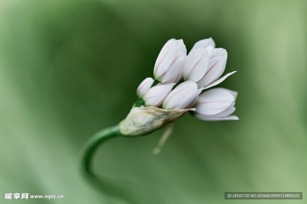 白色小花特写
