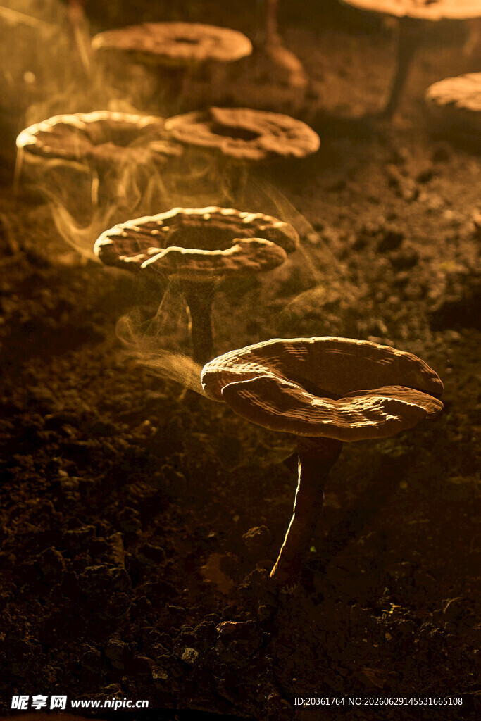林间发光灵芝菌类奇观