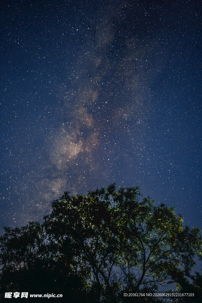 夜空下的繁星与繁茂树木