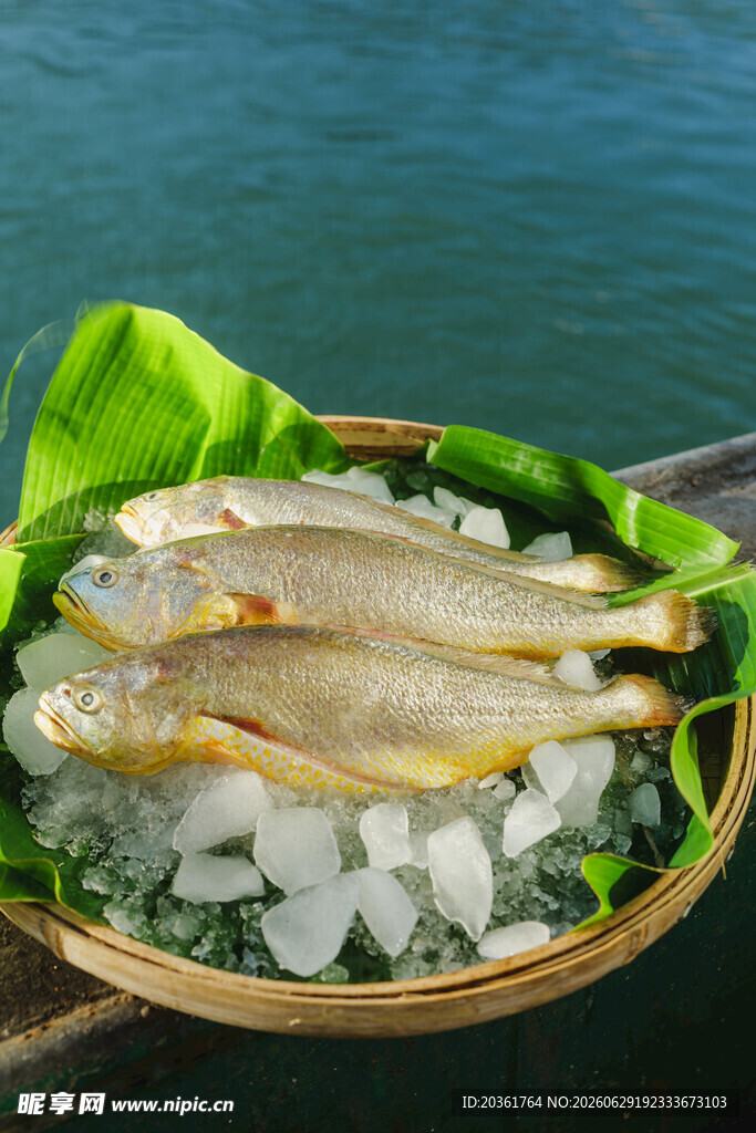 竹篮内冰镇的新鲜海鱼片