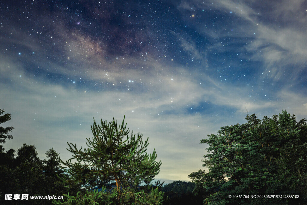 夜空下的树木与璀璨繁星