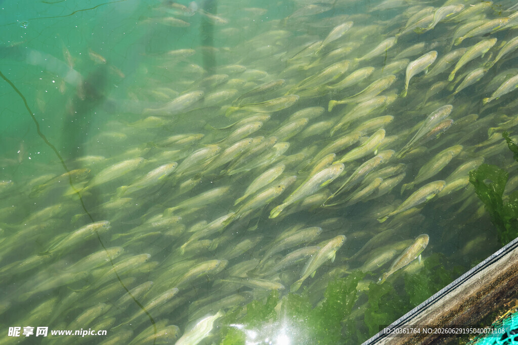 水下成群游弋的灵动鱼儿
